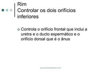 www.acupunturaenergetica.com.br 
RimControlar os dois orifícios inferiores 
Controla o orifício frontal que inclui a uretra e o ducto espermático e o orifício dorsal que é o ânus  