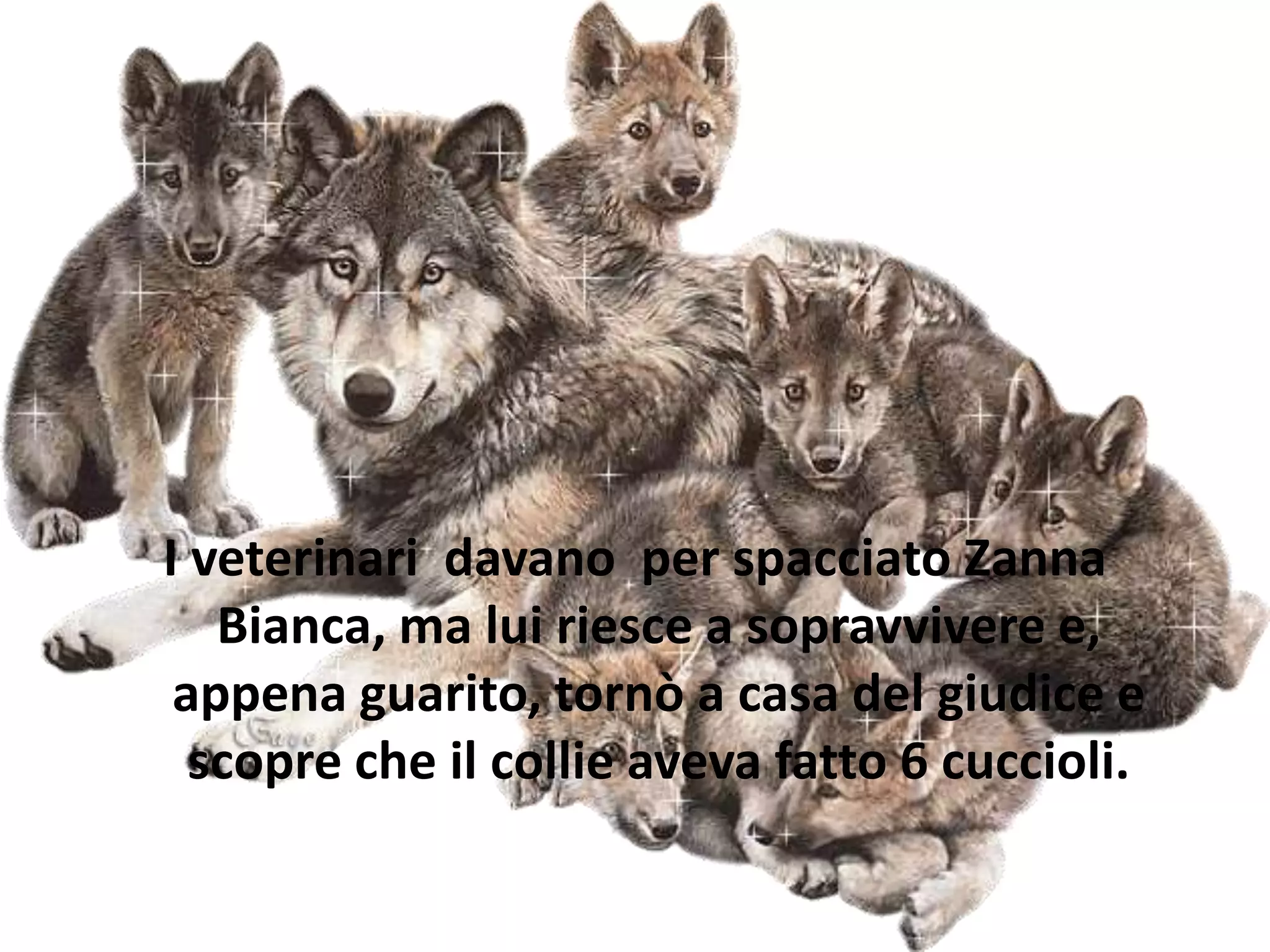 Zanna bianca | PPT