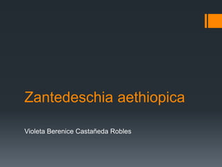 Zantedeschia aethiopica
Violeta Berenice Castañeda Robles
 