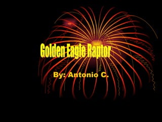By: Antonio C. Golden Eagle Raptor 