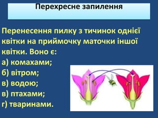 Перенесення пилку з тичинок однієї
квітки на приймочку маточки іншої
квітки. Воно є:
а) комахами;
б) вітром;
в) водою;
в) птахами;
г) тваринами.
Перехресне запилення
 