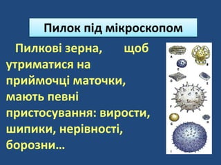 Пилкові зерна, щоб
утриматися на
приймочці маточки,
мають певні
пристосування: вирости,
шипики, нерівності,
борозни…
Пилок під мікроскопом
 