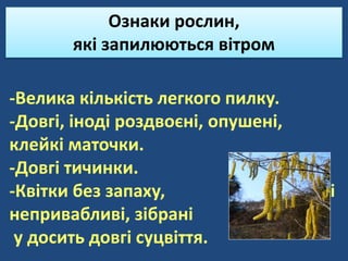 Ознаки рослин,
які запилюються вітром
-Велика кількість легкого пилку.
-Довгі, іноді роздвоєні, опушені,
клейкі маточки.
-Довгі тичинки.
-Квітки без запаху, дрібні і
непривабливі, зібрані
у досить довгі суцвіття.
 