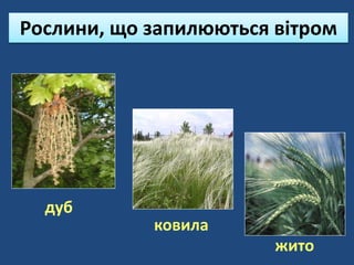 Рослини, що запилюються вітром
дуб
ковила
жито
 