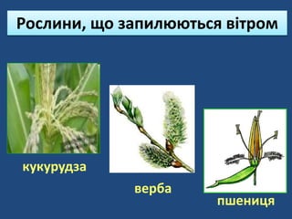 Рослини, що запилюються вітром
кукурудза
пшениця
верба
 