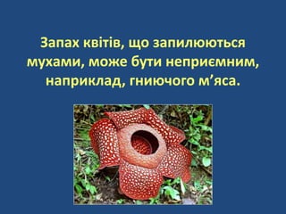 Запах квітів, що запилюються
мухами, може бути неприємним,
наприклад, гниючого м’яса.
 