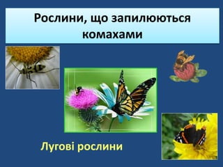 Рослини, що запилюються
комахами
Лугові рослини
 