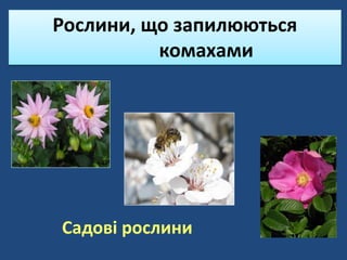 Рослини, що запилюються
комахами
Садові рослини
 