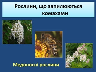 Рослини, що запилюються
комахами
Медоносні рослини
 