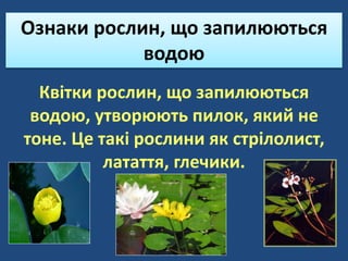 Ознаки рослин, що запилюються
водою
Квітки рослин, що запилюються
водою, утворюють пилок, який не
тоне. Це такі рослини як стрілолист,
латаття, глечики.
 
