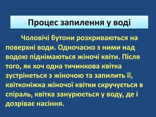 Чоловічі бутони розкриваються на
поверхні води. Одночасно з ними над
водою піднімаються жіночі квіти. Після
того, як хоч одна тичинкова квітка
зустрінеться з жіночою та запилить її,
квітконіжка жіночої квітки скручується в
спіраль, квітка занурюється у воду, де і
дозріває насіння.
Процес запилення у воді
 