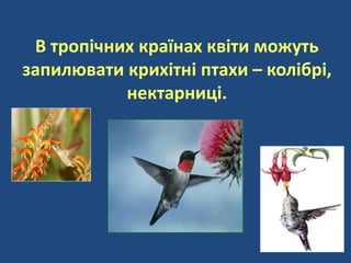 В тропічних країнах квіти можуть
запилювати крихітні птахи – колібрі,
нектарниці.
 
