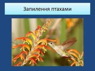 Запилення птахами
 