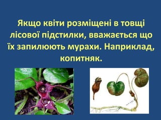 Якщо квіти розміщені в товщі
лісової підстилки, вважається що
їх запилюють мурахи. Наприклад,
копитняк.
 