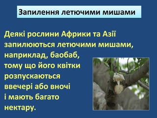 Деякі рослини Африки та Азії
запилюються летючими мишами,
наприклад, баобаб,
тому що його квітки
розпускаються
ввечері або вночі
і мають багато
нектару.
Запилення летючими мишами
 