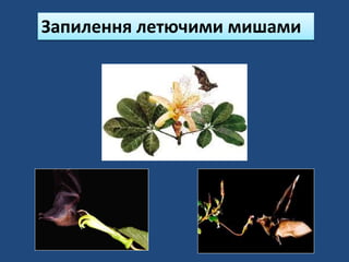 Запилення летючими мишами
 