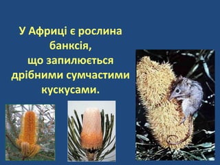 У Африці є рослина
банксія,
що запилюється
дрібними сумчастими
кускусами.
 