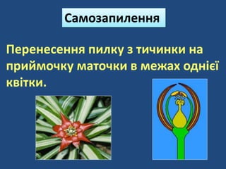 Перенесення пилку з тичинки на
приймочку маточки в межах однієї
квітки.
Самозапилення
 