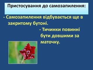 - Самозапилення відбувається ще в
закритому бутоні.
- Тичинки повинні
бути довшими за
маточку.
Пристосування до самозапилення:
 