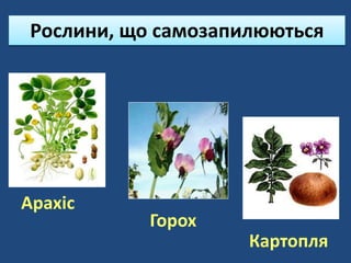 Рослини, що самозапилюються
Горох
Картопля
Арахіс
 