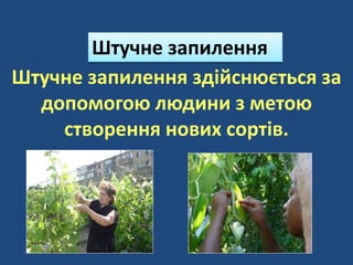 Штучне запилення
Штучне запилення здійснюється за
допомогою людини з метою
створення нових сортів.
 