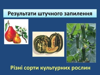 Результати штучного запилення
Різні сорти культурних рослин
 