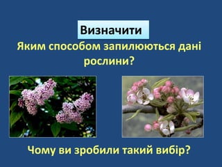 Яким способом запилюються дані
рослини?
Чому ви зробили такий вибір?
Визначити
 