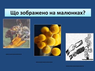 Що зображено на малюнках?
…………..
……………
…………….
 