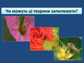 Чи можуть ці тварини запилювати?
 