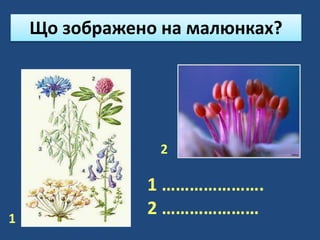 Що зображено на малюнках?
1 ………………….
2 …………………1
2
 