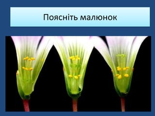 Поясніть малюнок
 