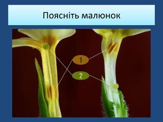 Поясніть малюнок
 