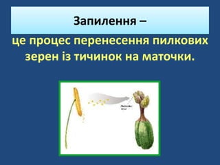 це процес перенесення пилкових
зерен із тичинок на маточки.
Запилення –
 