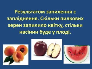 Результатом запилення є
запліднення. Скільки пилкових
зерен запилило квітку, стільки
насінин буде у плоді.
 