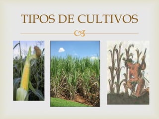 
TIPOS DE CULTIVOS
 