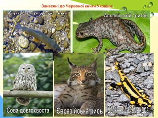 Занесені до Червоної книги України:
 