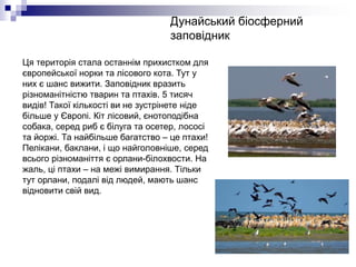 Дунайський біосферний
заповідник
Ця територія стала останнім прихистком для
європейської норки та лісового кота. Тут у
них є шанс вижити. Заповідник вразить
різноманітністю тварин та птахів. 5 тисяч
видів! Такої кількості ви не зустрінете ніде
більше у Європі. Кіт лісовий, єнотоподібна
собака, серед риб є білуга та осетер, лососі
та йоржі. Та найбільше багатство – це птахи!
Пелікани, баклани, і що найголовніше, серед
всього різноманіття є орлани-білохвости. На
жаль, ці птахи – на межі вимирання. Тільки
тут орлани, подалі від людей, мають шанс
відновити свій вид.
 