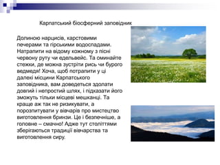 Карпатський біосферний заповідник
Долиною нарцисів, карстовими
печерами та гірськими водоспадами.
Натрапити на відому кожному з пісні
червону руту чи едельвейс. Та оминайте
стежки, де можна зустріти рись чи бурого
ведмедя! Хоча, щоб потрапити у ці
далекі місцини Карпатського
заповідника, вам доведеться здолати
довгий і непростий шлях, і підказати його
зможуть тільки місцеві мешканці. Та
краще аж так не ризикувати, а
порозпитувати у вівчарів про мистецтво
виготовлення бринзи. Це і безпечніше, а
головне – смачно! Адже тут століттями
зберігаються традиції вівчарства та
виготовлення сиру.
 