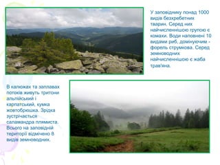 У заповіднику понад 1000
видів безхребетних
тварин. Серед них
найчисленнішою групою є
комахи. Води наповнені 10
видами риб, домінуючим -
форель струмкова. Серед
земноводних
найчисленнішою є жаба
трав'яна.
В калюжах та заплавах
потоків живуть тритони
альпійський і
карпатський, кумка
жовтобрюшка. Зрідка
зустрічається
саламандра плямиста.
Всього на заповідній
території відмічено 8
видів земноводних.
 