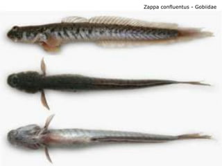 Zappa confluentus - Gobiidae
 