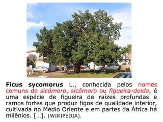 “Provavelmente essa fala é uma adaptação
de uma declaração da literatura judaica, que
diz que 'nem em seus sonhos um homem vê
uma palmeira de ouro ou um elefante a pas-
sar pelo fundo de uma agulha'. […].” (R. N.
CAMPLIN, O Novo Testamento interpretado versículo a ver-
sículo, p. 491).
Essa frase de Jesus, sobre ser impossível a
um camelo passar pelo fundo da agulha, foi
dita logo após o diálogo com um jovem rico:
 