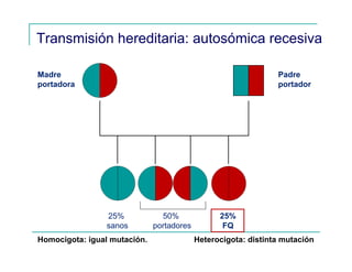 Transmisión hereditaria: autosómica recesiva
Madre
portadora
Padre
portador
25%
sanos
25%
FQ
50%
portadores
Homocigota: igual mutación. Heterocigota: distinta mutación
 