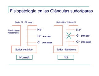 Fisiopatología en las Glándulas sudoríparas
Cl- CFTR DEP
Cl- CFTR INDEP
Sudor isotónico
Na+
Cl- CFTR DEP
Cl- CFTR INDEP
Sudor 10 - 50 meq/ l
Conducto de
reabsorción
Sudor hipertónico
Na+
Sudor 60 - 120 meq/ l
Normal FQ
 