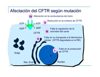 Afectación del CFTR según mutación
Terminación precoz
transc. ARNm
ATP ATP
ADP ADP
Golgi
NúcleoRet. End.
IVIV
Falla en su transporte a la Membrana
celular (CFTR degradada en el RE)
Falla la regulación de la
actividad del canal
Propiedades del canal alteradas
CFTR
Reducción en la síntesis de CFTR
VV
IIIIII
IIII
II
Alteración en la conductancia del cloro
Falla en la producción
de CFTR
 