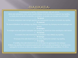 Ζ ζπγθεθξηκέλε ζρεδία, θαηαζθεπάζηεθε από κία μύιηλε
βάζε από θαιακάθηα ζηελ νπνία ηνπνζεηήζεθαλ ζηγά ζηγά όια ηα ηκήκαηα ηεο ζρεδίαο,
ηα νπνία είλαη ηα παληά, ηα ζθνηληά, ην θαηάξηη, ηα θνππηά, κηα άγθπξα θαη έλα θνπβά .
• Τα πανιά
Σα παληά θηηάρηεθαλ από ζθιεξό ραξηόλη θαη ιεηηνπξγνύλ σο πξνο ηε θίλεζε ηεο ζρεδίαο
• Τα ζκοινιά
Σα ζθνηληά βνεζνύλ ζην θξάηεκα ηεο βάζεο, ζην ζηεξέσκα ηεο άγθπξαο θαη ζην θξάηεκα ησλ
παληώλ
• Το καηάρηι
Σν θαηάξηη είλαη από μύιηλν θαιακάθη θαη ζηεξίδεη ηα παληά θαη είλαη επελδπκέλν από ζθνηλί
• Τα κοσπιά
ηα θνππηά είλαη από πιαζηειίλε θαη βνεζνύλ ζηελ ώζεζε ηεο ζρεδίαο
• Η άγκσρα
Ζ άγθπξα είλαη από πιαζηειίλε θαη είλαη δεκέλε ζην θαηάξηη ηεο ζρεδίαο
• Ο κοσβάς
Ο θνπβάο είλαη από πιαζηειίλε θαη ζπλδεηήξα θαη ρξεζηκεύεη ζην ςάξεκα
Ζ βάζε ηεο ζρεδίαο είλαη θαηαζθεπαζκέλε από μύιηλα κεγάια θαιακάθηα, ηα νπνία είλαη
θνιιεκέλα ην έλα κε ην άιιν θαη ζρεκαηίδνπλ κηα επίπεδε βάζε κεγέζνπο 15x 20 εθ.
 