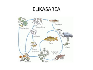 ELIKASAREA
 