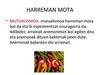 HARREMAN MOTA
• MUTUALISMOA: mutualismoa harreman mota
bat da eta bi espezieentzat onuragarria da.
Adibidez: arrainak anemonetan bizi egiten dira
eta anemonak dituen bakteriak jaten dute.
Anemonak babesten dio arrainari.
 
