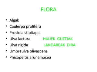 FLORA
• Algak
• Caulerpa prolifera
• Prosiola stipitapa
• Ulva lactura HAUEK GUZTIAK
• Ulva rigida LANDAREAK DIRA
• Umbraulva olivascens
• Phicopeltis arunainacea
 