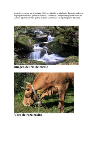 teniendo en cuenta que a fecha de 2005 no está todavía señalizado. También podemos
llegar por la carretera que va de Infiesto a Campo de Caso pasando por la Collada de
Arniciu o por la carretera que va de León a Campo de Caso por el puerto de Tarna.




imagen del rio de medio




Vaca de raza casina
 