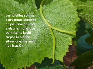 Los zarcillos son las
estructuras situadas
en posición opuesta
a algunas hojas que
permiten a la vid
trepar buscando
situaciones de mejor
iluminación.
 